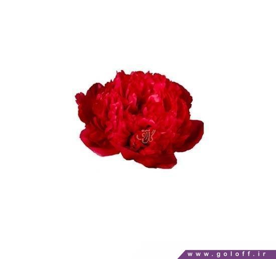 گل صد تومانی پرفرمنس - Peony | گل آف
